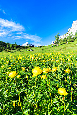 Globeflowers (Trollius europaeus) buttercup type flowers (Bottondoro) in the green meadows surrounding Cima dei Colesei peak, Sesto Dolomites, South Tyrol, Italy, Europe