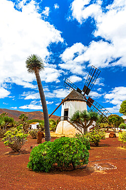 Whitewashed traditional windmill and plants in the Cactus Garden of Antigua, Fuerteventura, Canary Islands, Spain, Atlantic, Europe