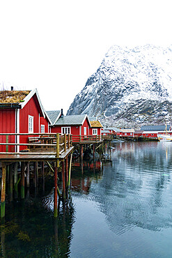 Red Rorbu cabins with grass roof in the small port of Reine, Nordland county, Lofoten Islands, Norway, Scandinavia, Europe