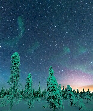 Frozen trees under the starry sky during the Northern Lights (Aurora Borealis) in winter, Iso Syote, Lapland, Finland, Europe