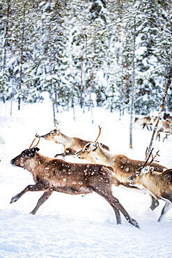 Small group of reindeer run in the snow covered forest during the arctic winter, Lapland, Sweden, Scandinavia, Europe