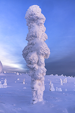 Winter dusk over a lone frozen tree wrapped in snow, Riisitunturi National Park, Posio, Lapland, Finland, Europe