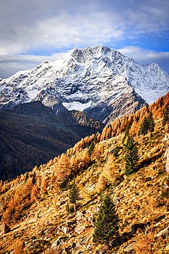 Autumn trees on mountain ridge with the snowy Monte Disgrazia in the backdrop, Valmalenco, Valtellina, Lombardy, Italy, Europe