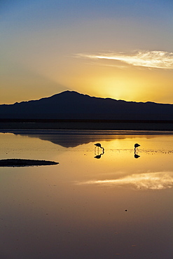 The stunning contrast of the thin fragile legs of two solitary flamingos fishing in a lagoon, Chile, South America