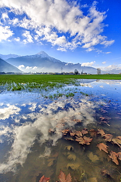 The natural reserve of Pian di Spagna flooded with Mount Legnone reflected in the water, Valtellina, Lombardy, Italy, Europe