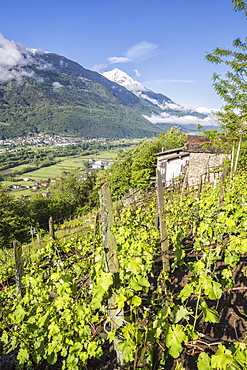 Vineyards in spring with the village of Traona in the background, Province of Sondrio, Lower Valtellina, Lombardy, Italy, Europe 