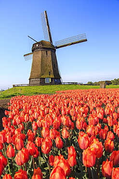 Red and orange tulip fields and the blue sky frame the windmill in spring, Berkmeer, Koggenland, North Holland, Netherlands, Europe