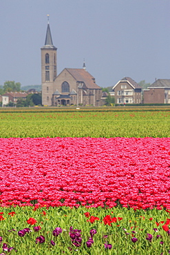 Fields of tulips colour the landscape and frame the village in background, Keukenhof Park, Lisse, South Holland, Netherlands, Europe