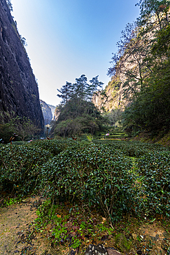 Tree plantations, Wuyi Mountains, UNESCO World Heritage Site, Fujian, China, Asia