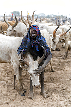 Man of the Mundari tribe cleaning a cow, South Sudan, Africa