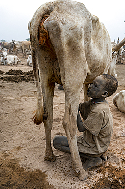 Young boy drinking milk directly from a cow, Mundari tribe, South Sudan, Africa