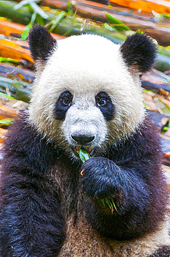 Panda Bear, Chengdu, Sichuan, China, Asia