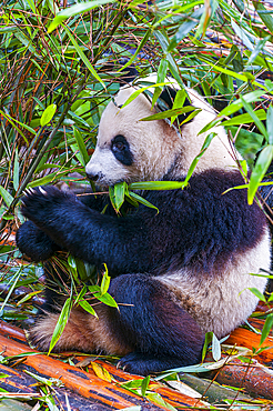 Panda Bear, Chengdu, Sichuan, China, Asia