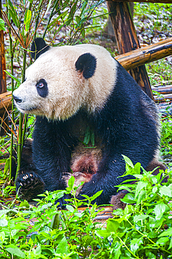 Panda Bear, Chengdu, Sichuan, China, Asia