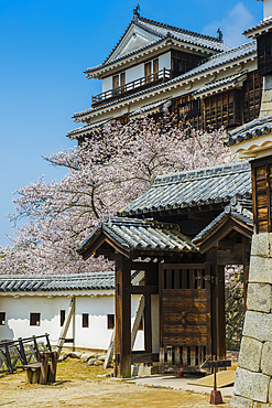 Cherry blossom in the Matsuyama Castle, Shikoku, Japan, Asia