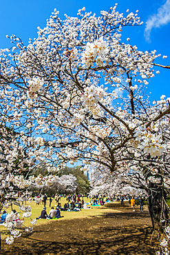 Picnic in the cherry blossom in the Shinjuku-Gyoen Park, Tokyo, Honshu, Japan, Asia