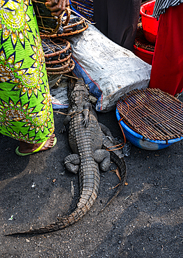 Living crocodiles for sale at the market of Mbandaka, Equateur province, Democratic Republic of Congo, Africa