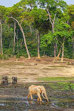 African forest elephant (Loxodonta cyclotis), Dzanga Bai, Unesco site Dzanga Sangha National Park, Central African Republic