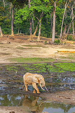 African forest elephant (Loxodonta cyclotis), Dzanga Bai, Unesco site Dzanga Sangha National Park, Central African Republic