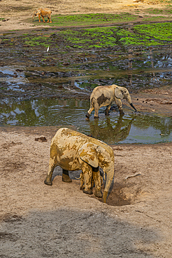 African forest elephant (Loxodonta cyclotis), Dzanga Bai, Unesco site Dzanga Sangha National Park, Central African Republic