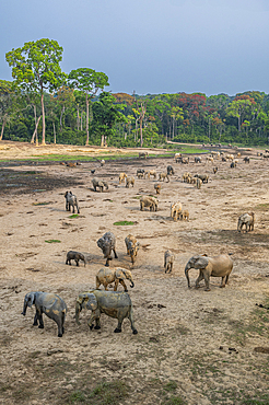 African forest elephant (Loxodonta cyclotis), Dzanga Bai, Unesco site Dzanga Sangha National Park, Central African Republic