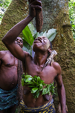 Pygmy woman extracting water from a tree branch, Unesco site Dzanga Sangha National Park, Central African Republic