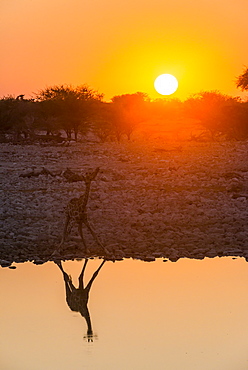 Giraffe reflected in the water of a waterhole, Okaukuejo Rest Camp, Etosha National Park, Namibia, Africa