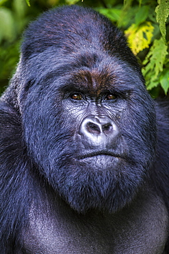 Silverback Mountain gorilla (Gorilla beringei beringei) in the Virunga National Park, UNESCO World Heritage Site, Democratic Republic of the Congo, Africa