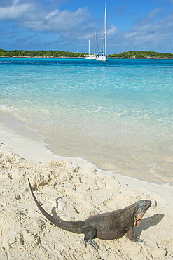 Iguana on a white sand beach, Exumas, Bahamas, West Indies, Caribbean, Central America