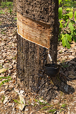 Rubber tree near Ye, Mon state, Myanmar (Burma), Asia