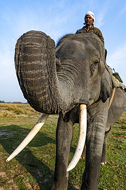 Asian elephant (Elephas maximus), Kaziranga National Park, UNESCO World Heritage Site, Assam, India, Asia