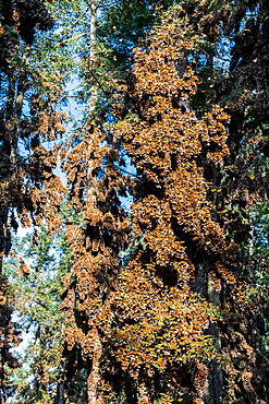 Millions of butterflies covering trees, Monarch Butterfly Biosphere Reserve, UNESCO World Heritage Site, El Rosario, Michoacan, Mexico, North America