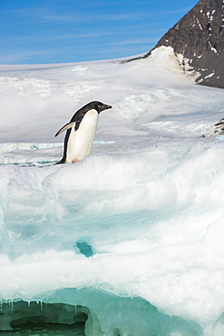 Adelie penguin (Pygoscelis adeliae) colony in Hope Bay, Antarctica, Polar Regions