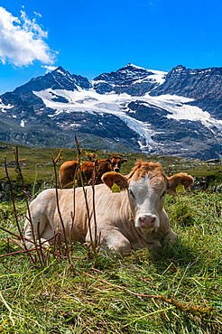 Cows on the Bernina mountains, St. Moritz, Engadine, Graubunden, Switzerland, Europe