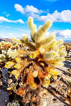 Chuckwalla cholla Cholla Cactus Garden, Joshua tree National Park, California USA