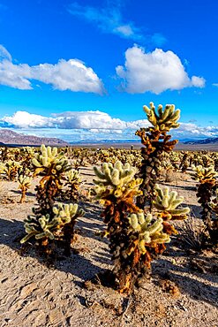 Chuckwalla cholla Cholla Cactus Garden, Joshua tree National Park, California USA