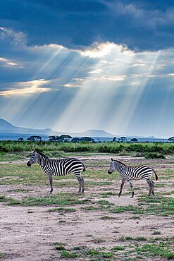 Zebras in the breaking light, Amboseli National Park, Kenya