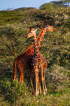 Reticulated giraffe (Giraffa camelopardalis reticulata) (Giraffa reticulata), Buffalo Springs National Reserve, Samburu National Park, Kenya, East Africa, Africa