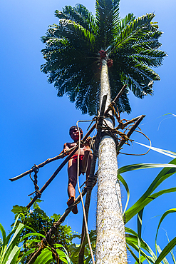 Yanomami man climbing with a bamboo construction on a spike tree, Yanomami tribe, southern Venezuela, South America