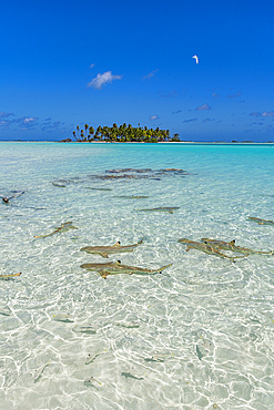 Black tipped reef sharks in the Blue Lagoon, Rangiroa atoll, Tuamotus, French Polynesia, South Pacific, Pacific