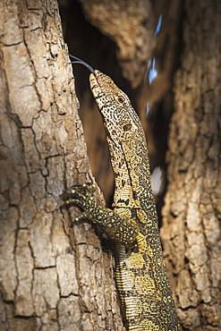 Nile Monitor (Varanus Niloticus), Zambia, Africa