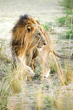 African Lion (Panthera Leo), Zambia, Africa