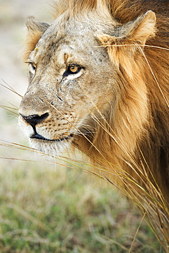 African Lion (Panthera Leo), Zambia, Africa