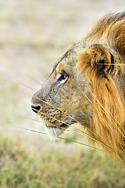 African Lion (Panthera Leo), Zambia, Africa