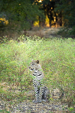 Leopard (Panthera Pardus), Zambia, Africa