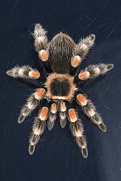 Mexican Red Knee Tarantula (Brachypelma Smithi), captive, Mexico, North America