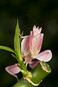 Orchid Mantis (Hymenopus Coronatus), captive, Malaysia, Southeast Asia, Asia