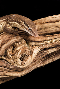 Ridge Tailed Monitor (Spiny Tailed Monitor) (Varanus acanthus), captive, Australia, Pacific