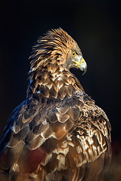 Golden eagle (Aquila chrysaetos), Sweden, Scandinavia, Europe