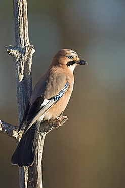 Jay (Garrulus glandarius), Sweden, Scandinavia, Europe